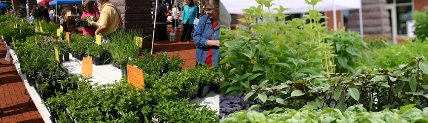 Celebrate Gahanna's Greenest Day of the Year: Herb Day!